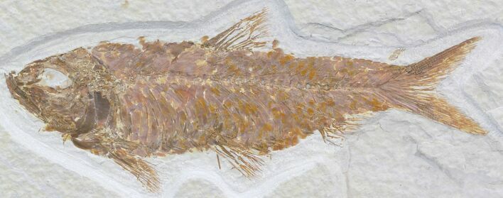Knightia Fossil Fish - Wyoming #32926